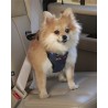 Vehicle Safety Harness
