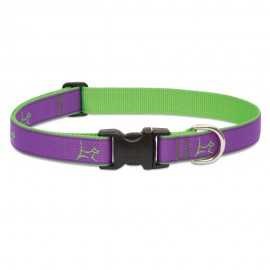 Collar 1" Hampton Purple - Envío Gratuito