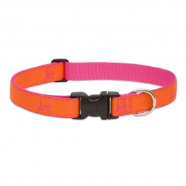 Collar 1" Sunset Orange - Envío Gratuito