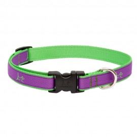 Collar 3/4" Hampton Purple - Envío Gratuito