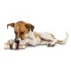 Hueso Busy Buddy Bristle - Envío Gratuito