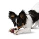 Hueso Busy Buddy Bristle - Envío Gratuito