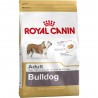 Bulldog Adult