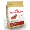 Dachshund 28