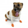 Botas Pawz