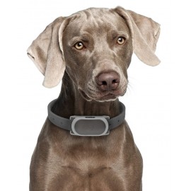 Collar Anti Ladrido Bark 100 - Envío Gratuito